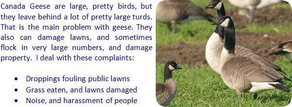 Canada Goose: How To Deal With Them Legally?