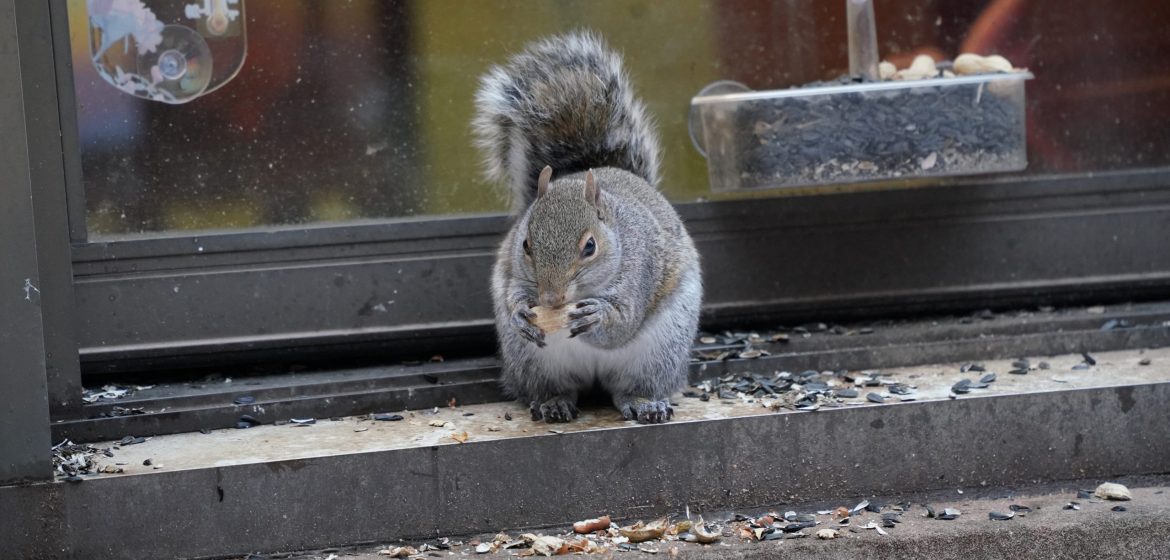 Do You Think There Is Something Wrong With Squirrels?