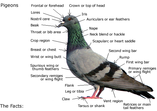 Everything You Need To Know About Pigeon