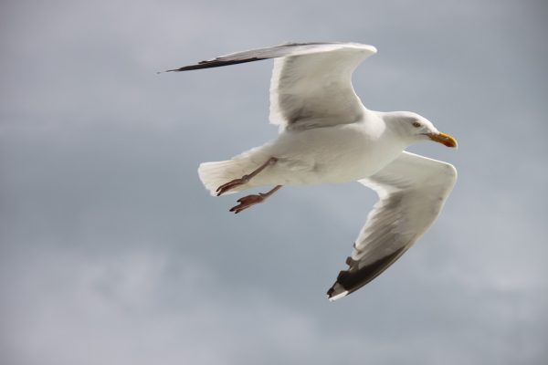 Facts And Myths About Seagull Control