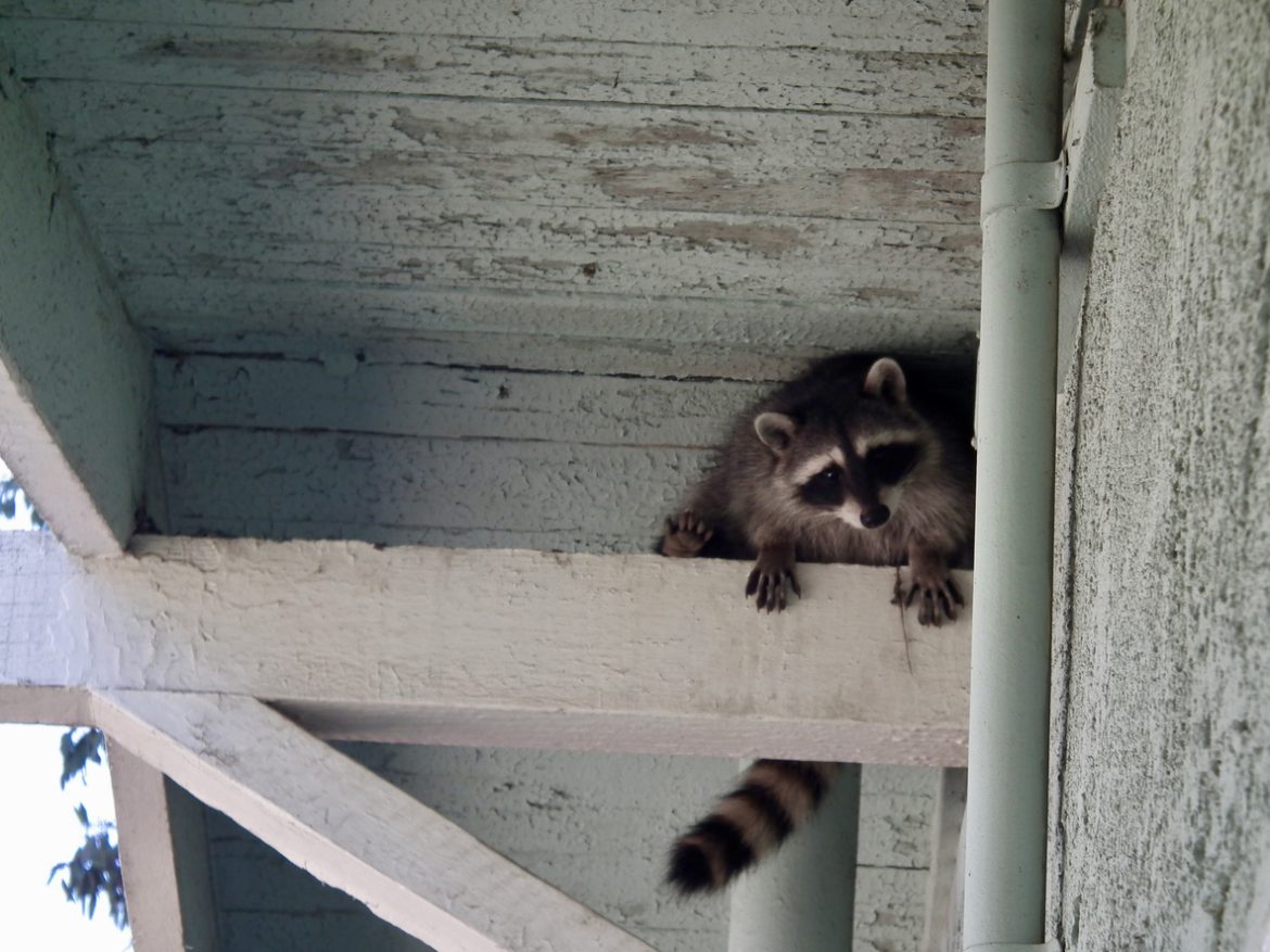 Here Are Five Signs That Raccoons Can Live In Your Attic.