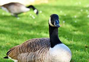 How And When Do I Get Permission To Take The Goose Out Of My Property?