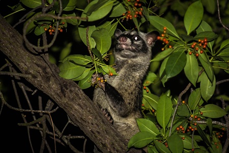 How To Get Rid Of Tree Civet?