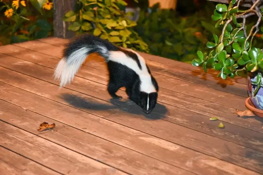 How To Remove Skunks From Under Deck?