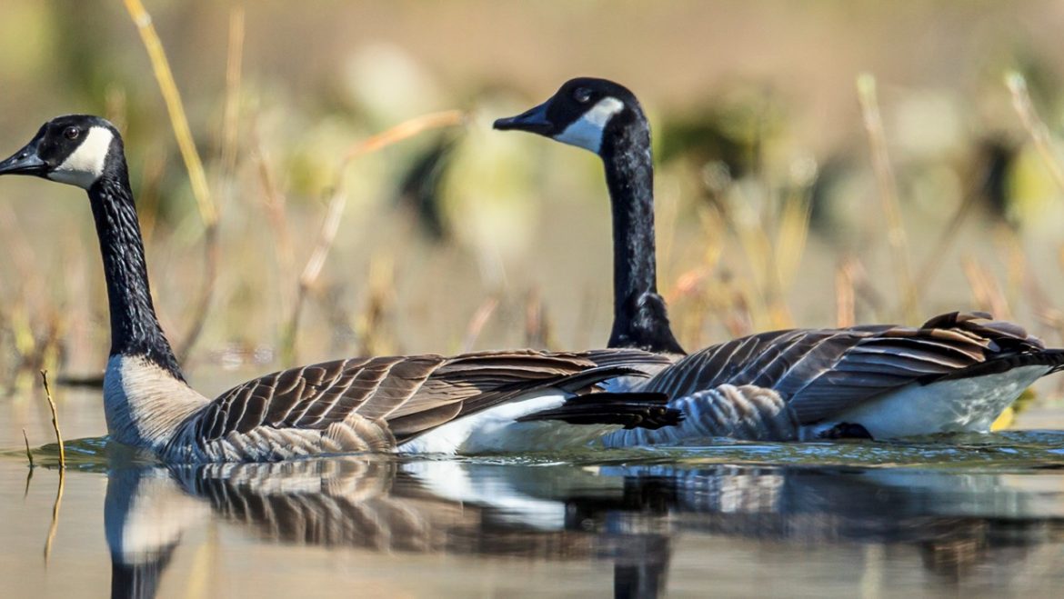 The Goose Problem. Control Methods And Solutions In Canada