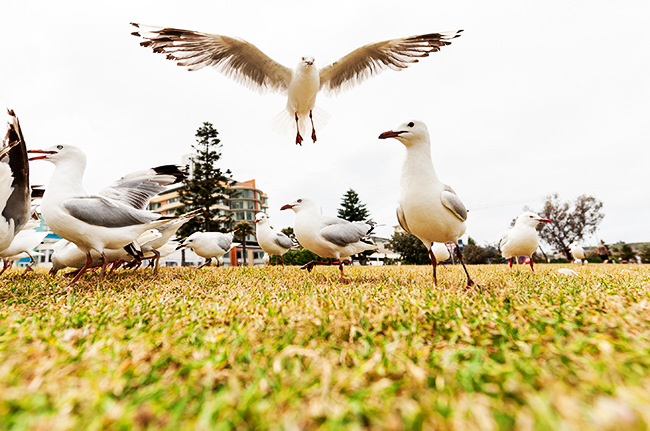 What You Need To Know Is The Seagull Control In The Shelling Area.